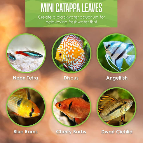 SunGrow 100 pcs Catappa Indian Almond Leaves for Betta Fish Tank Aquarium, 2” Water Conditioner Leaves, Leaf Also Suitable for Shrimp, Goldfish, G...