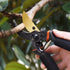Pruning Shears, Garden Shears - 8.5" Professional Premium SK5 Steel with Titanium Pruning Shears for Gardening,Ultra Sharp Durable Bypass Garden C...