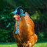 6 Pieces Chicken Hats for Hens fit Chicken Clothes Costumes for Chickens Hats for Chickens Bearded Dragon Costume Tiny Hats Small Animal Hats Doll...