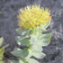Rhodiola Rosea Seeds Roseroot Stonecrop Perennial Fragrant Edible Cooking GMO Free Drought Tolerant Self-Sow Low Maintenance Patio Borders Outdoor...