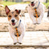 5 Pcs Safety Dog Collar Clips Prong Collar Backup Clips Adjustable Reflective Nylon Dog Collar Harness Connector Metal Double Ended Backup Clasp f...