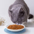 Dorakitten Ceramic Cat Food Plates for Wet Food, Wide Bowls to Stress Relief of Whisker Fatigue Cat Dishes, Shallow Bowls for Kittens and Small An...