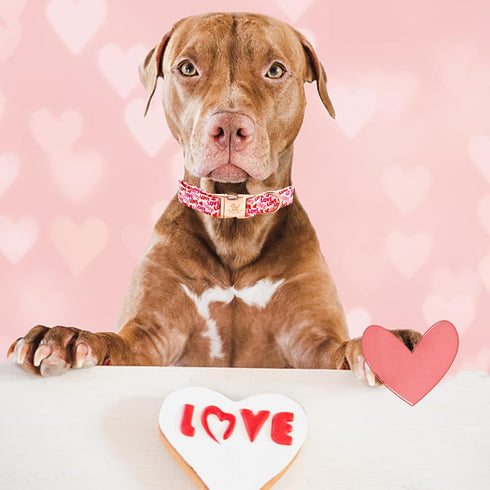 Elegant little tail Valentine's Day Dog Collar, Valentine's Day Dog Collar Pet Collar, Pink Heart Dog Collar Cute Girl or Boy Dog Collar Puppy Pet...