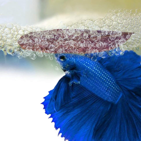 SunGrow 100 pcs Catappa Indian Almond Leaves for Betta Fish Tank Aquarium, 2” Water Conditioner Leaves, Leaf Also Suitable for Shrimp, Goldfish, G...