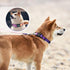 Reflective Dog Collar and Leash Set, Purple Martingale Dog Collar and Leash for Medium Dogs, Adjustable Durable Nylon Pet Collars with Leashes for...