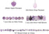 Expo International Assorted Amethyst Gemstone Jewelry Making Beads...