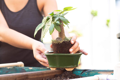 Glazed Ceramic Bonsai Pot - Decorative Planter for Dwarf Trees, Succulents, and Small Plants - Perfect for Indoor and Outdoor Gardens, Table Cente...