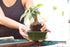 Glazed Ceramic Bonsai Pot - Decorative Planter for Dwarf Trees, Succulents, and Small Plants - Perfect for Indoor and Outdoor Gardens, Table Cente...