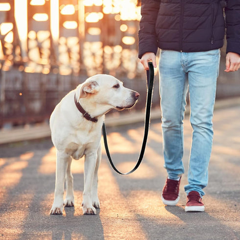 Short Dog Leash with Padded Handle, Double Webbing Nylon Reflective Pet Leashes Pet Leash for Walking Training (Black)...