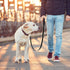Short Dog Leash with Padded Handle, Double Webbing Nylon Reflective Pet Leashes Pet Leash for Walking Training (Black)...