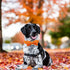 Elegant little tail Dog Collar, Fall Dog Collar Plaid Holiday Pet Collar Dog Halloween Dog Bow Collar Pet Durable Adjustable Girl Boy Dog Collar f...