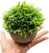 Mini Fake Cypress Cedar Plants for Bathroom Home Office Desk Decor, Small Artificial Faux Greenery for Farmhouse Decorations (Potted Plants) (1)...