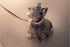 Rainbow Pet Collars for Dog or Cat - Gay Pride Dog and Cat Collars - LGBTQ Accessories for Dogs, Cats, and Pets - Pride Flag Dog and Cat Collar - ...