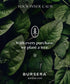 Bursera Organic Sage Essential Oil, Tree Planted with Every Order, 100% Pure USDA Organic Sage Oil, 10ml Undiluted High Grade Natural Sage Oils fo...