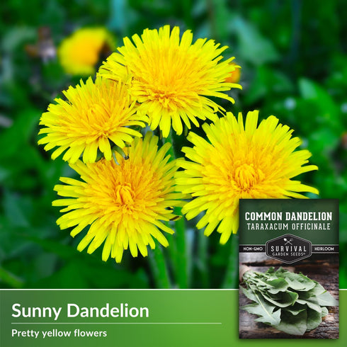 Common Dandelion Seeds for Planting - 1 Packet with Instructions to Plant & Grow Nutritious Greens in Your Home Herb or Vegetable Garden - Organic...