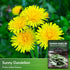 Common Dandelion Seeds for Planting - 1 Packet with Instructions to Plant & Grow Nutritious Greens in Your Home Herb or Vegetable Garden - Organic...