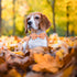 Fall Boy Dog Collar Bow Tie, Orange Striped Plaid Male Dog Collar with Safety Metal Buckle Adjustable Big Collars for Small Medium Large Dog,X-Lar...