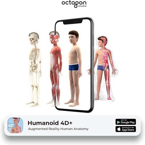 Humanoid 4D+ Augmented Reality Human Anatomy Model - Interactive Educational STEM Tool with Free App, Audio Narration, Multilingual Support - Expl...