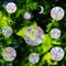 Window Clings - Anti-Collision Window Decals to Save Birds from Window Collisions,Non Adhesive Window Clings, Rainbow Stickers,18 Pcs Circle Cling...