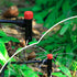 Drip Irrigation Emitters Adjustable 360 Degree Drip Emitters on 5" with Stake for 1/4" Drip Irrigation Tubing Irrigation Drippers for Garden Water...