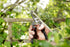 Spear & Jackson 5559BS Razorsharp Style Pruners, Vintage Bypass, Black & Silver...