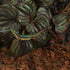 Fake Reptile Plants for Reptile Terrarium Plants, Reptile Plant Décor, Turtle Tank Plants with Suction Cup...
