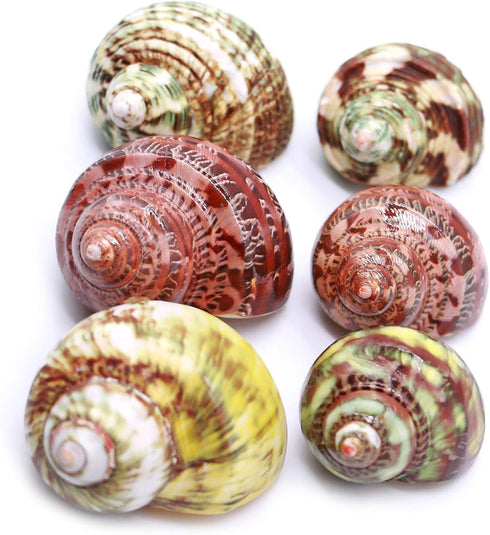Unstained Natural Hermit Crab Shells Pearl Turbo Seashell for Décor, 3 Kinds 6 PCS Size 1.5" - 2", Opening 0.8-1" Hermit Crab Supplies...