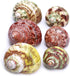 Unstained Natural Hermit Crab Shells Pearl Turbo Seashell for Décor, 3 Kinds 6 PCS Size 1.5" - 2", Opening 0.8-1" Hermit Crab Supplies...