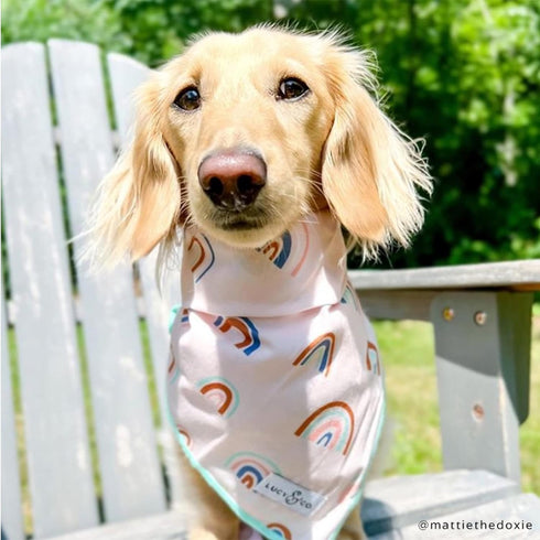 Lucy & Co. Dog Bandana - Designer Puppy Accessory for Boy and Girl Dogs. Made of 100% Polyester. Soft, stylish and appropriate for any occasion. M...