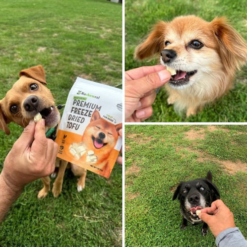Premium Freeze-Dried Tofu for Dog Treat/All Natural, Plant Based Protein, Gluten Free, Low Calories, High in Protein, Stomach Friendly, Vegan Trea...