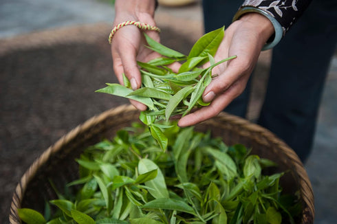 Palais des Thés - Blue of London - Earl Grey Black Tea, Bergamot & Cornflower - 20 Cotton Tea Bags, Serves 20 Cups...