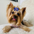 PET SHOW 50Pcs/25Pairs Paw Pattern Small Dog Hair Bows Bulk with Rubber Bands for Medium Dogs Cats Puppy shih tzu Rhinestone Bowknot Topknot Yorki...