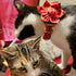 Lionheart glory Summer Dog Collar with Flower, Fruit Print Female Dog Collar Flower for Small Medium Large Dogs Adjustable Dog Flower Collar Bow...