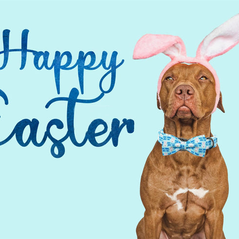 Dog Collar - Easter Day Dog Collar Bows for Dogs Bowtie Cute Bunny Print Adjustable Dog Collar Girl Pet Gift Blue Dog Collar for Medium Small Larg...