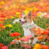 Dog Collar Flowers Print Pet Collar Soft Cute Dog Collar with Bow Tie Adjustable Metal Buckle Collar Gift Collar for X-Large Dogs...