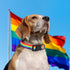 WHIPPY Rainbow Flag Dog Collar Soft Gay Pride Puppy Collar LGBTQ Pet Collar for Parade Adjustable LGBT Rainbow Stripe Dog Collar with Buckle for S...
