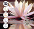 My Inspirations Precious Pearl – Lotus Pendant with 20" Chain, Pearl in Oyster DIY Necklace KIt, Unique Gift Set...
