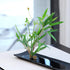 Mini Kenzan Pin Frog 23mm/0.9inch Diameter Floral Ikebana Flower Arranger Holder for Small Vase (5Pcs)...