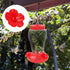 Hummingbird Feeder Flowers, 30 Sets Red Hummingbird Bird Feeder Flowers and 3 Hummingbird Feeder Cleaning Brushes, Multicolor Unique Replaceable H...