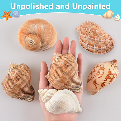 Hermit Crab Shells Large 6pcs,Natural Conch Shell Size 2.8" - 3.8", Opening Size 1.5" - 2.7", Hermit Crab Sand,Hermit Crab Habitat,Large Sea Shell...