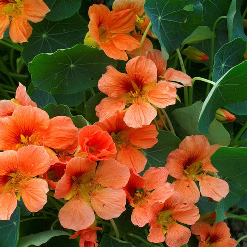 Outsidepride Tropaeolum Nasturtium Vesuvius Climbing, Vining, Flowering, Plants for Trellis, Fences, Arbors & More - 200 Seeds...