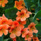 Outsidepride Tropaeolum Nasturtium Vesuvius Climbing, Vining, Flowering, Plants for Trellis, Fences, Arbors & More - 200 Seeds...