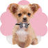 PET SHOW Adjustable Cute Dog Bow ties Collar for Small Dogs Puppy Cats Bowties Neckties Pet Grooming Accessories Assorted Randomly Pack of 50...