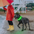 Light Up Dog Collars Rechargeable, Reflective LED Glow Dark Dog Collar for Small Medium Large Dogs, Adjustable Pet Dog Lights for Safe Night Walk-...