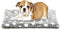 Dog Bed Mat, Reversible Dog Crate Pad for Medium Small Dogs, Portable and Soft Pet Bed Mat, Machine Washable Pet Bed Pad for 24-inch Kennel...
