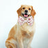 Adjustable Pet Bow Tie and Dog Collar for Small Medium Large Dogs, Puppy Collar with Bowtie, Cute Bow and Dog Collars - Comfortable, Soft, and Dur...