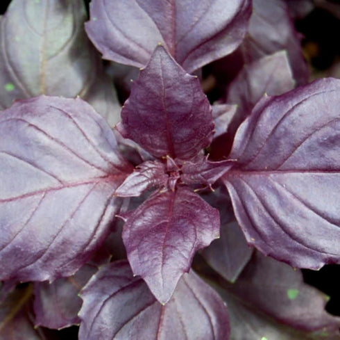 CHUXAY GARDEN Purple Sweet Basil Seed 250 Seeds Ocimum Basilicum Edible Herb Plant Attractive Serrated Pointy Leaves Heirloom Vegetable Great Tast...