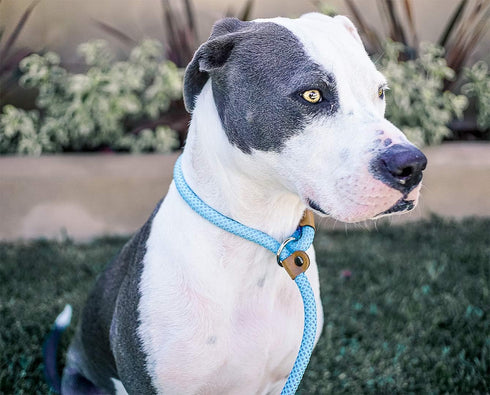 Ultra Reflective Premium Dog Slip Leash Made from Mountain Climbing Rope - Great for Training and The Strongest Pullers 6 Foot (Woof Blue w/Carabi...