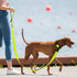 Dog Leashes for Medium & Large Dogs Walking, Reinforced Thick Nylon Pet Leash with Reflective Finish and Soft Hand-held Grip, 5FT, Bright Green, L...