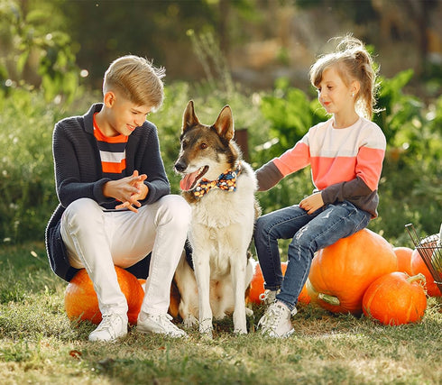 Happy Halloween Dog Collar with Pumpkin - Durable, Adjustable, and Stylish Pet Collar Available in Small, Medium, Large L...